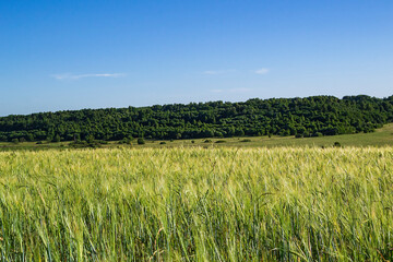 landscape wheat field