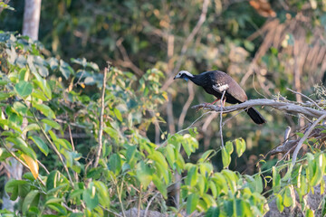 The blue-throated piping guan (Pipile cumanensis)
