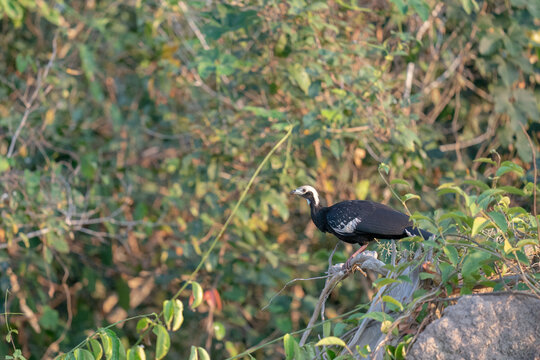 The blue-throated piping guan (Pipile cumanensis)