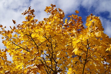 Autumnal scenery in the German village Oberammergau (Bavaria)