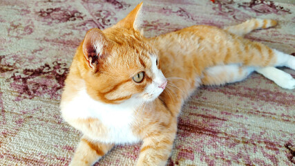 Ginger cat close up. The cat lies on the carpet and looks away.