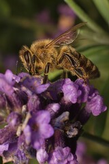 European honey bee on a flower