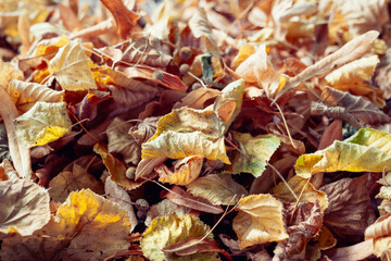 A lot of yellow and orange dry leaves lying on the ground