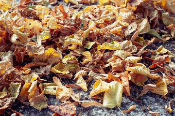 A lot of yellow and orange dry leaves lying on the ground
