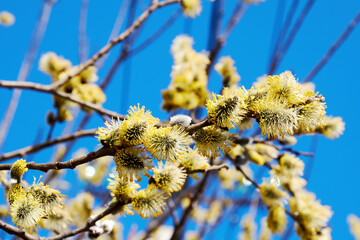 Vivid willow tree branch with yellow buds and blue sky on the back. Springtime wild trees and plants