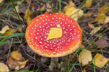 Amanita muscaria in fall forest top view. Fly agaric red wild mushroom close up. Autumn colors background with copy space