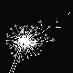 White dandelion on a black background. Vector illustration