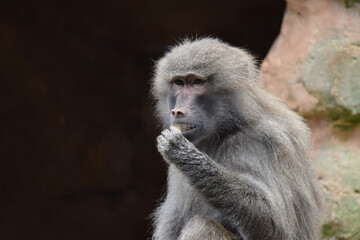 A Hamadryas baboon sitting on rocks holding its hand to its mouth looking as though it’s sniggering at something 