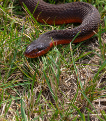 Snake coming toward the viewer
