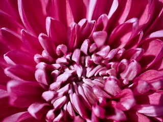 close up of dahlia flower