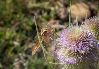 hawk moth macro detail extracting nectar from a thistle in springtime bugs, insect macro