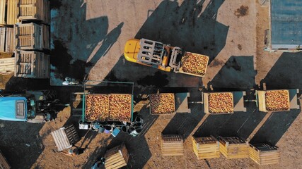 loading apples. apple farming. apple harvest. apple crop. aero, top down. aerial view. apple boxes....