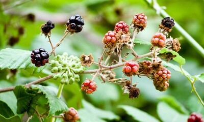 blackberry fruit