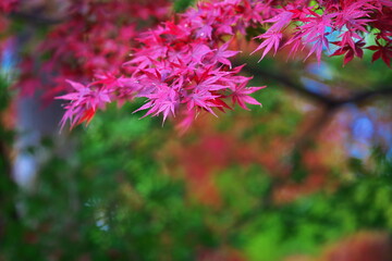 紅葉狩りシーズンの休日