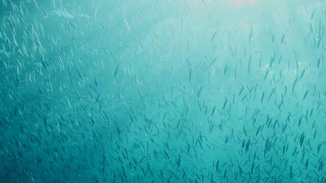 Large school of small fish swims under surface of water silvering in sun light. Shoal of European sprat (Sprattus sprattus) reflecting in sunshine, Slow motion.  Small fishes shining in sunburst