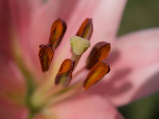 lily stamin shadow 