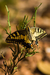 Butterfly On a Leaf