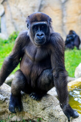 Hermoso y salvaje gorila de las tierras bajas en cautividad
