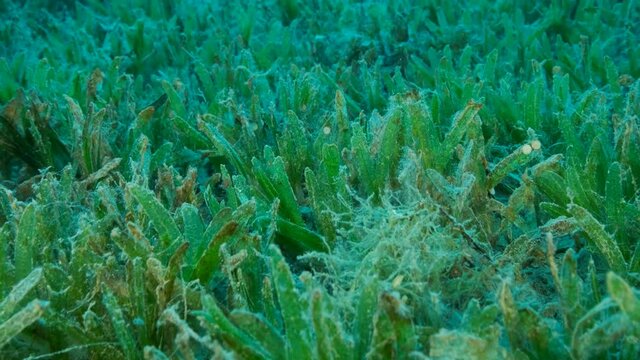 Close-up of the Halophila seagrass. Camera moving forwards above seabed covered with green seagrass. Underwater landscape, Slow motion