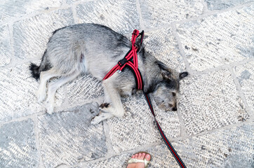 Dog on the Gradska Street of Trogir