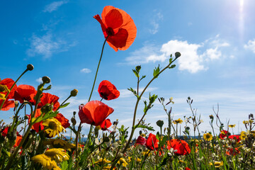 A meadow full of pretty red poppies and lovely yellow daisies during spring