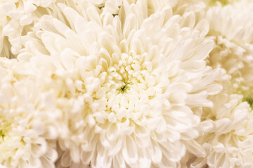 Fluffy white chrysanthemum background. Delicate floral background.