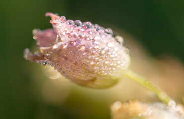 Dew drops on a small flower.