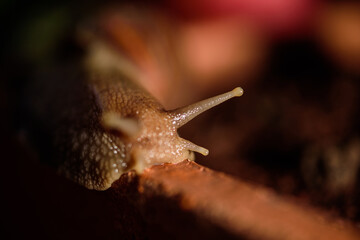 Snail Muller gliding on the wet leaves. Large white mollusk snails with brown striped shells, crawling on vegetables