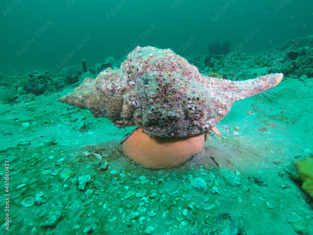 Sticker Horse conch mollusk on the sand underwater