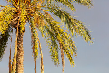 Fototapeta na wymiar Palm trees against the sky.