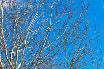 Bare branches on a tree against a blue sky.
