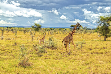 Tanzania, Serengeti park – Giraffe.