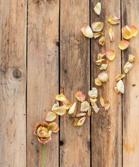 Getrocknete Blütenblätter einer Rose auf Untergrund aus Holz – rustikale Dekoration