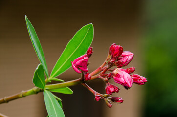 oleander buds
