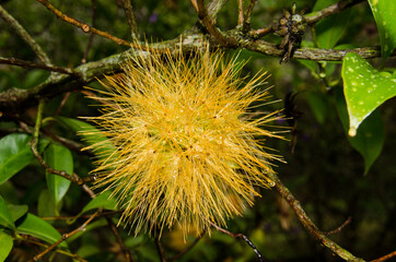 yellow powder puff flower