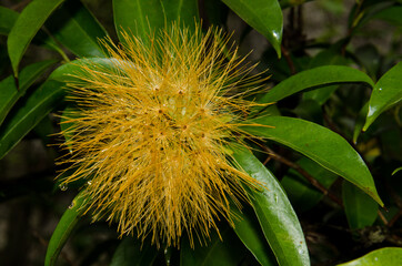 yellow powder puff flower