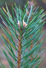 pine tree branches
