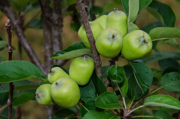 apples on tree