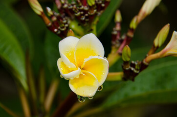 white and yellow frangipani flower