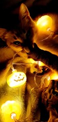 Cute cat playing with a garland for Halloween. Halloween pumpkin lamps. Halloween decorations. 