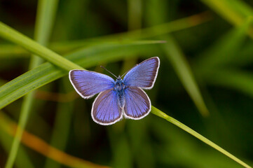 blue wingspan butterfly in the grass, Polyommatus coelestinus