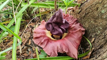 corpse flower at the root of a big tree in the forest