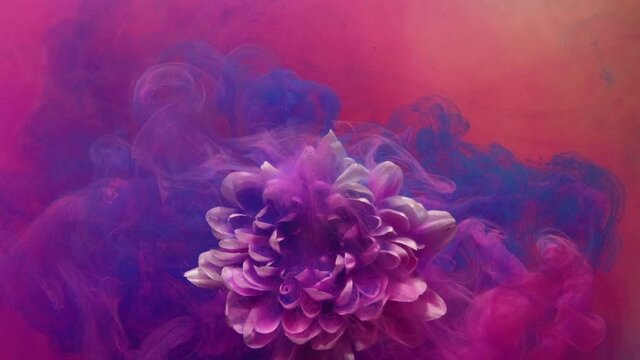 Flower in color smoke. Perfume fragrance. Underwater blossom. Nature beauty. White blooming daisy petals in neon pink blue haze explosion animation on bright coral red background.