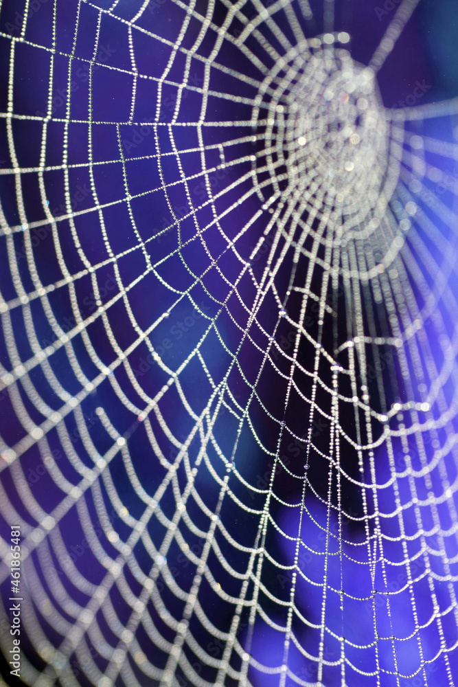 Wall mural Close Up of a Spiders Cobweb on a Misty Dew Morning