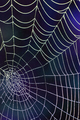 Close Up of a Spiders Cobweb on a Misty Dew Morning