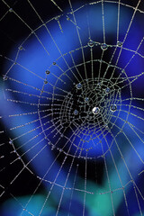 Close Up of a Spiders Cobweb on a Misty Dew Morning