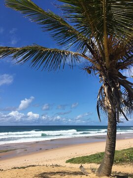 palm tree on the beach