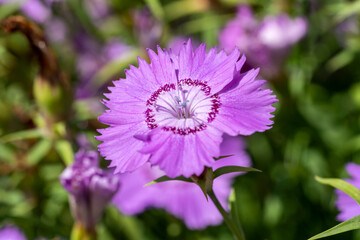 Dianthus amurensis 'Siberian Blue' a summer flowering plant with a light purple summertime flower, stock photo image