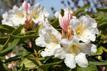 Rhododendron Hybrid Dufthecke, Rhododendron hybrid