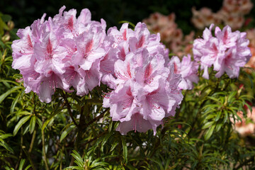 Rhododendron Ponticum Filigran, Rhododendron Ponticum